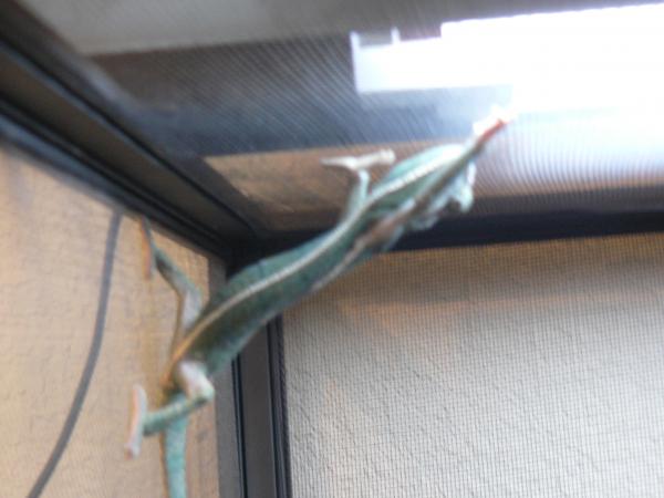 chameleon checking things out