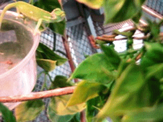 Chameleon eating fly