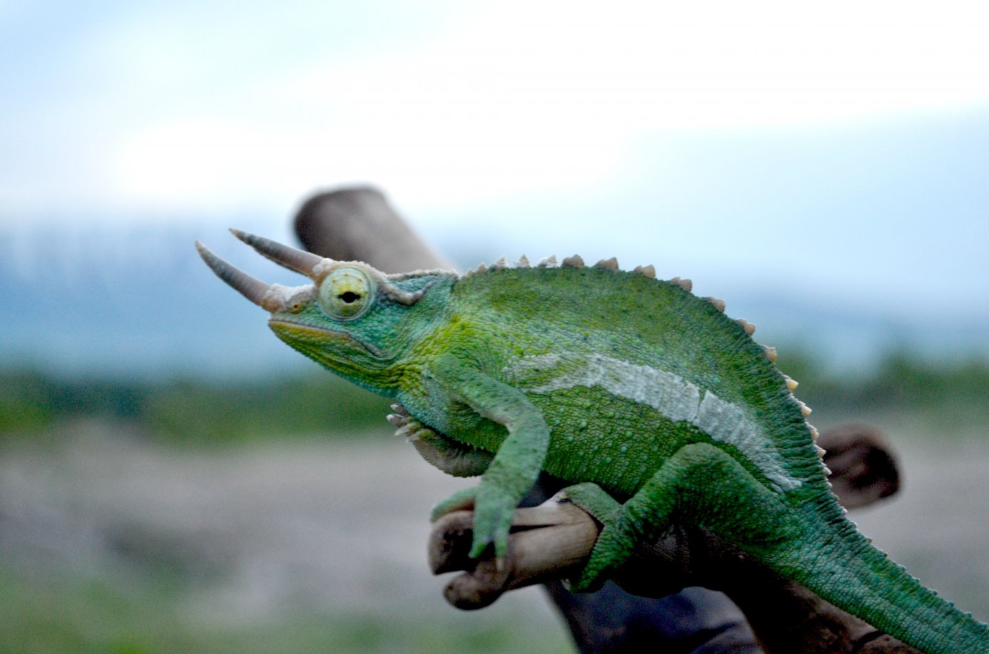 chameleon in last light