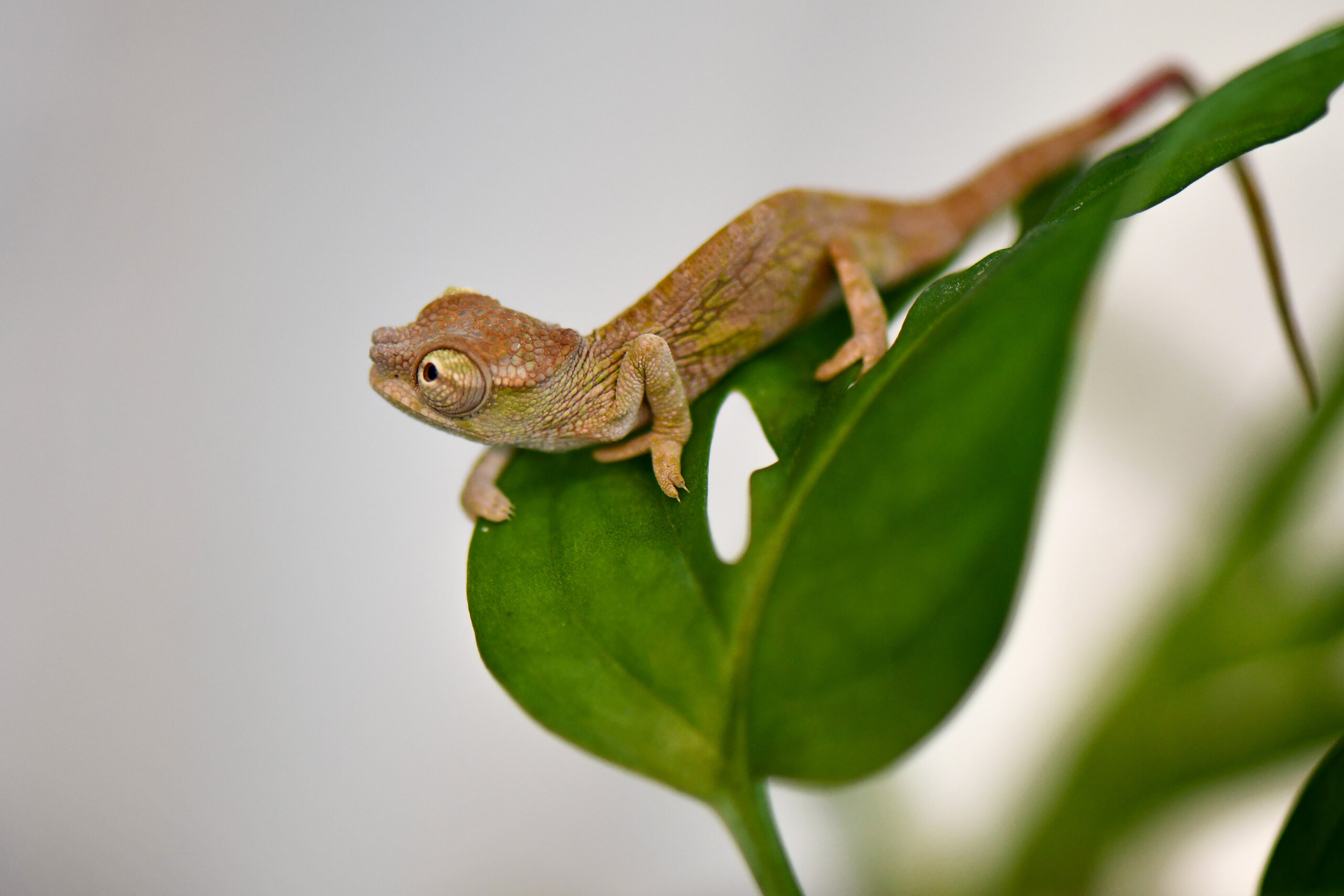 Chameleon Kindergartener