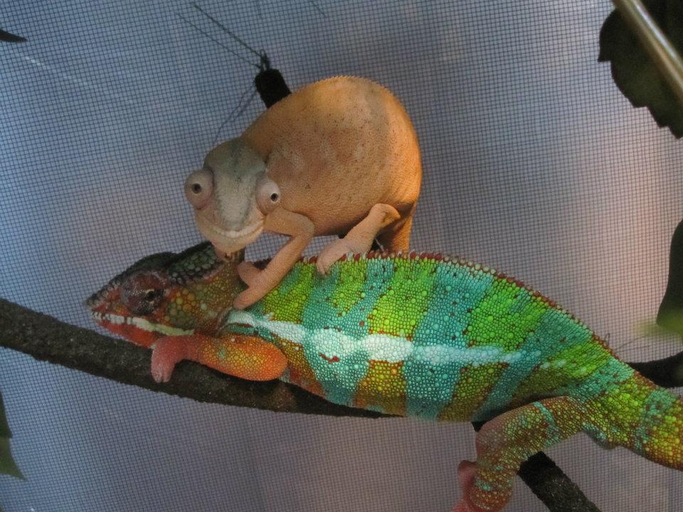 Chameleon Love
