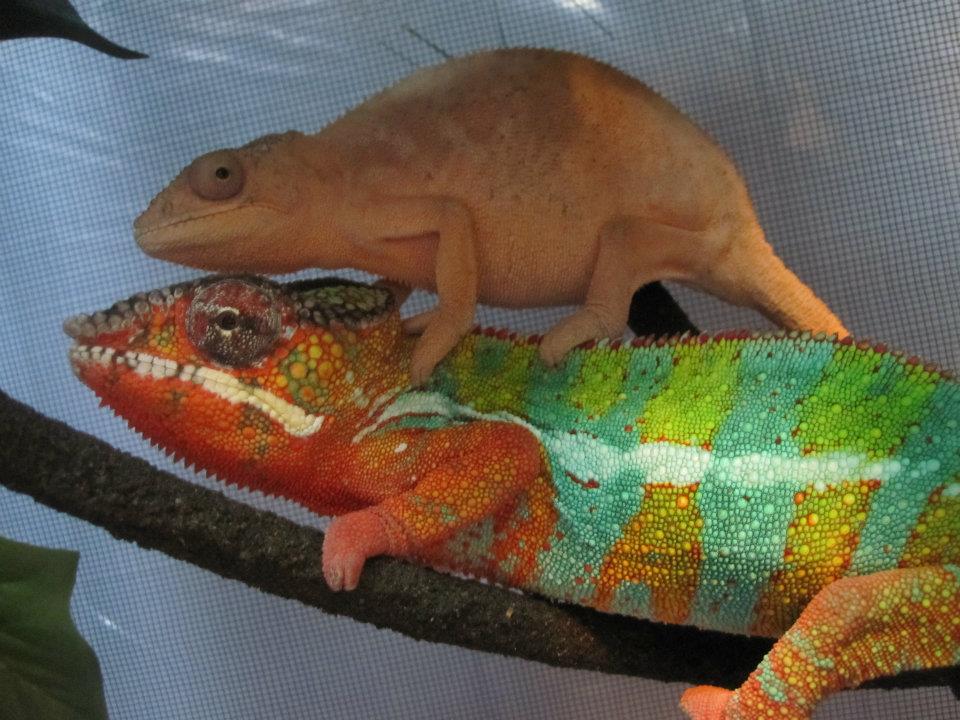 Chameleon Love