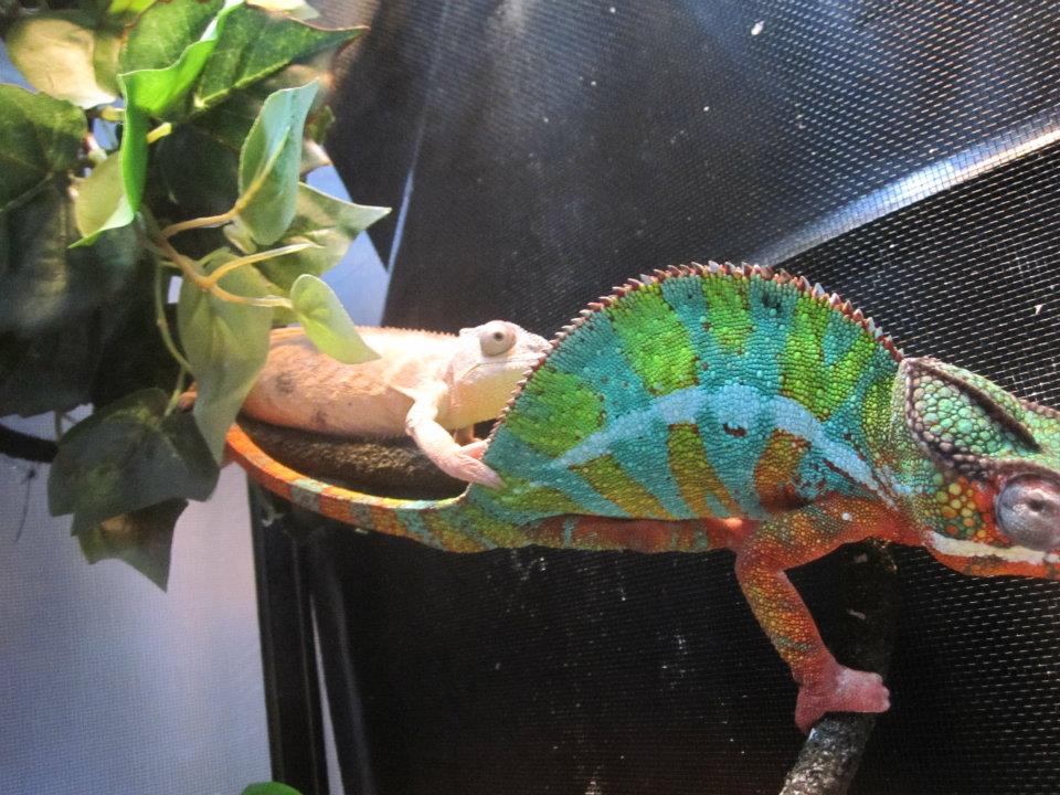 Chameleon Love