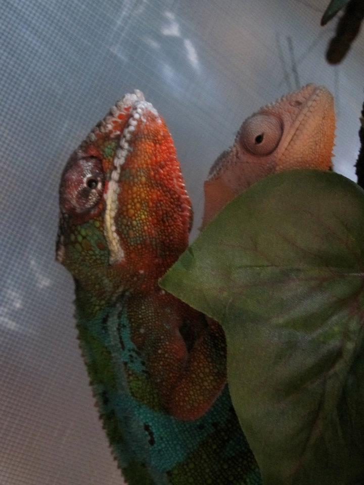 Chameleon Love