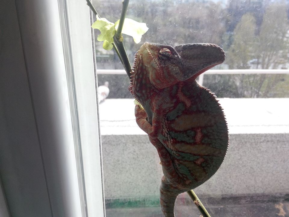 Chameleon On A Lemon