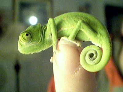 Chameleon On Cage