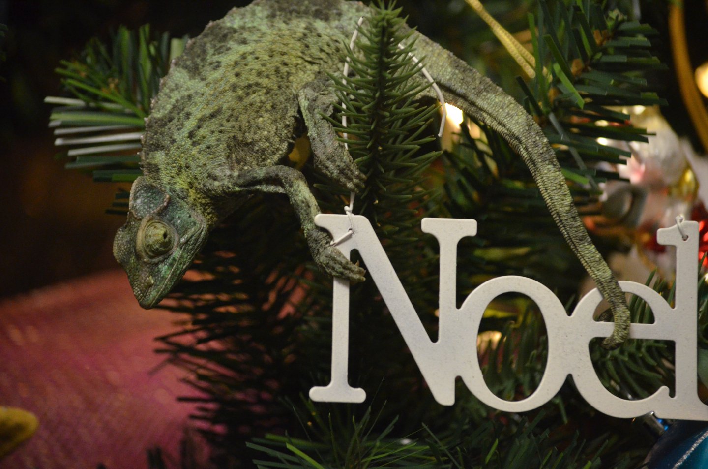 chameleon on Noel ornament