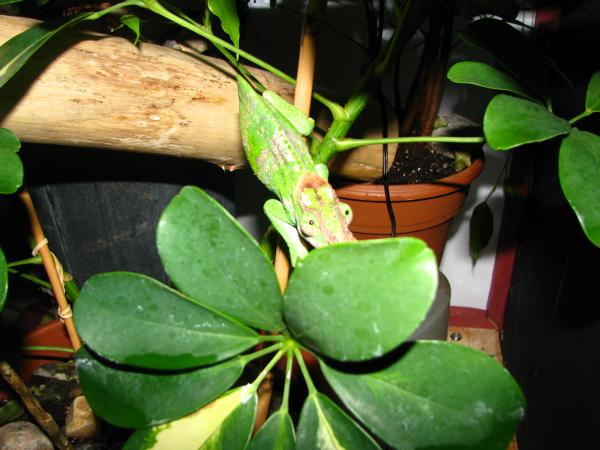 chameleon or mantis?