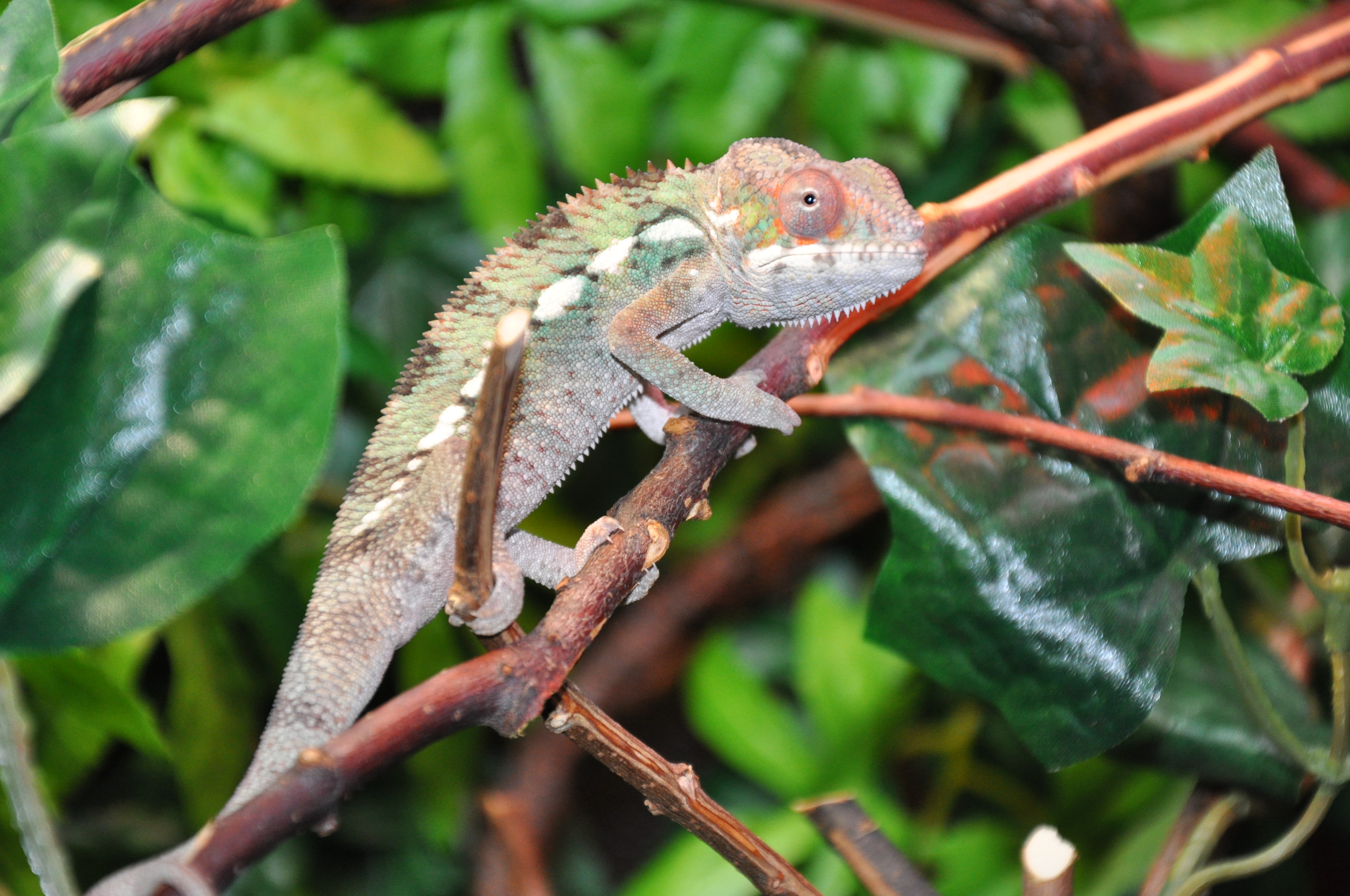 Chameleon Paparazzi