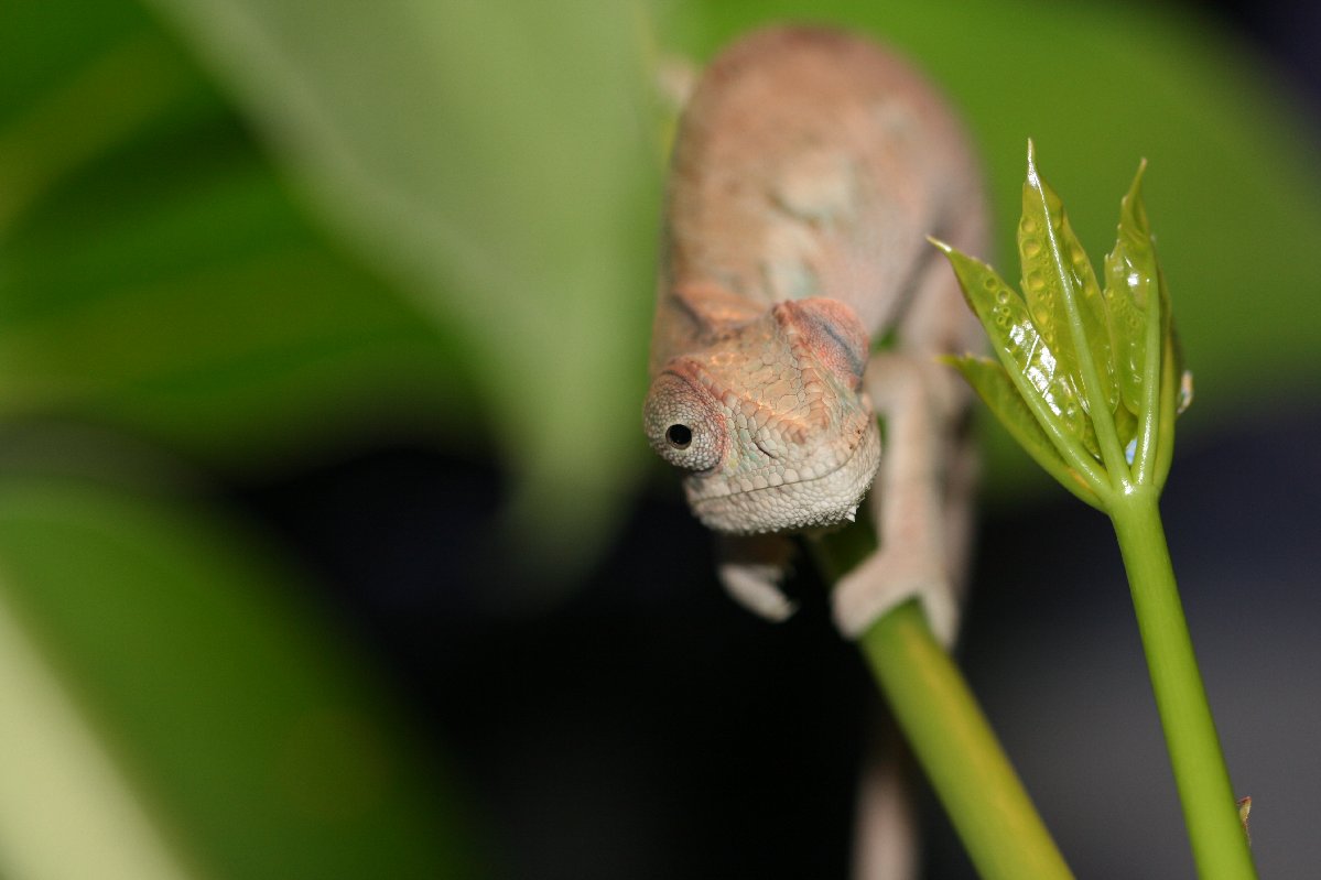 Chameleon Photos 002