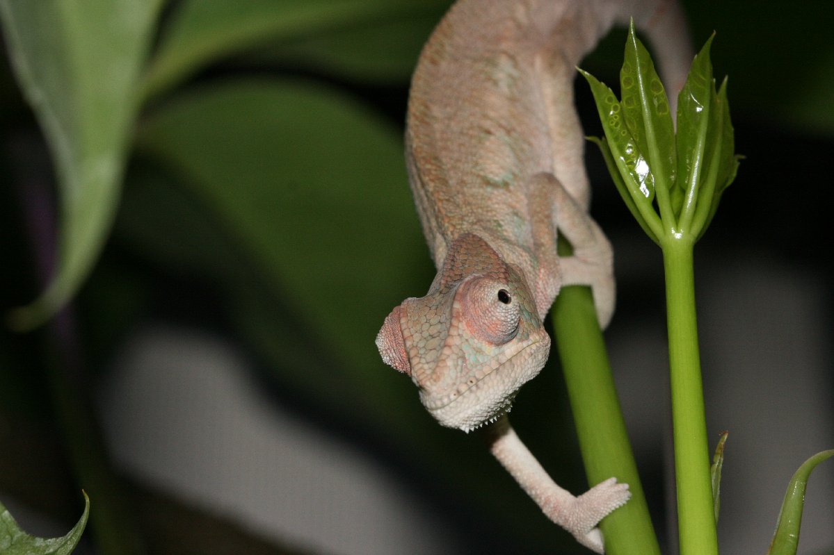 Chameleon Photos 004