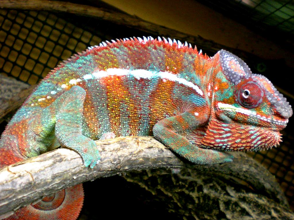 Chameleon Pics 13166