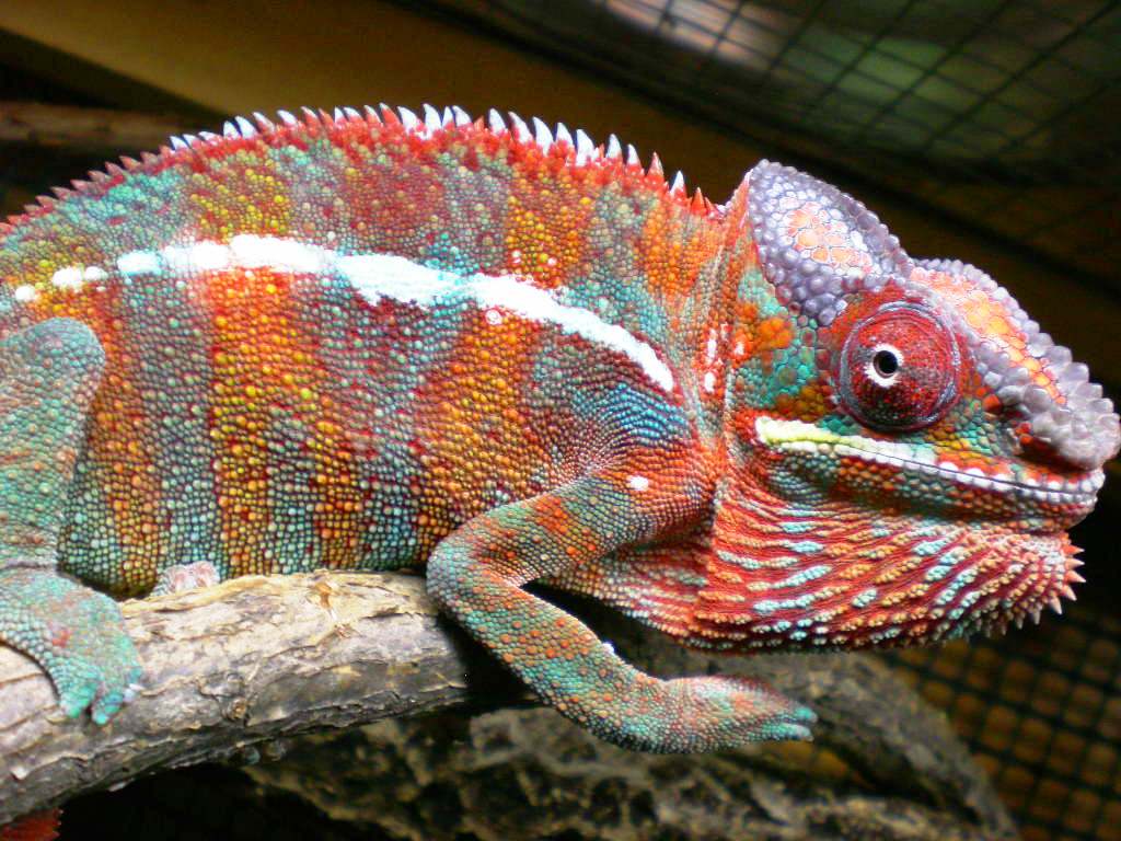 Chameleon Pics 13167