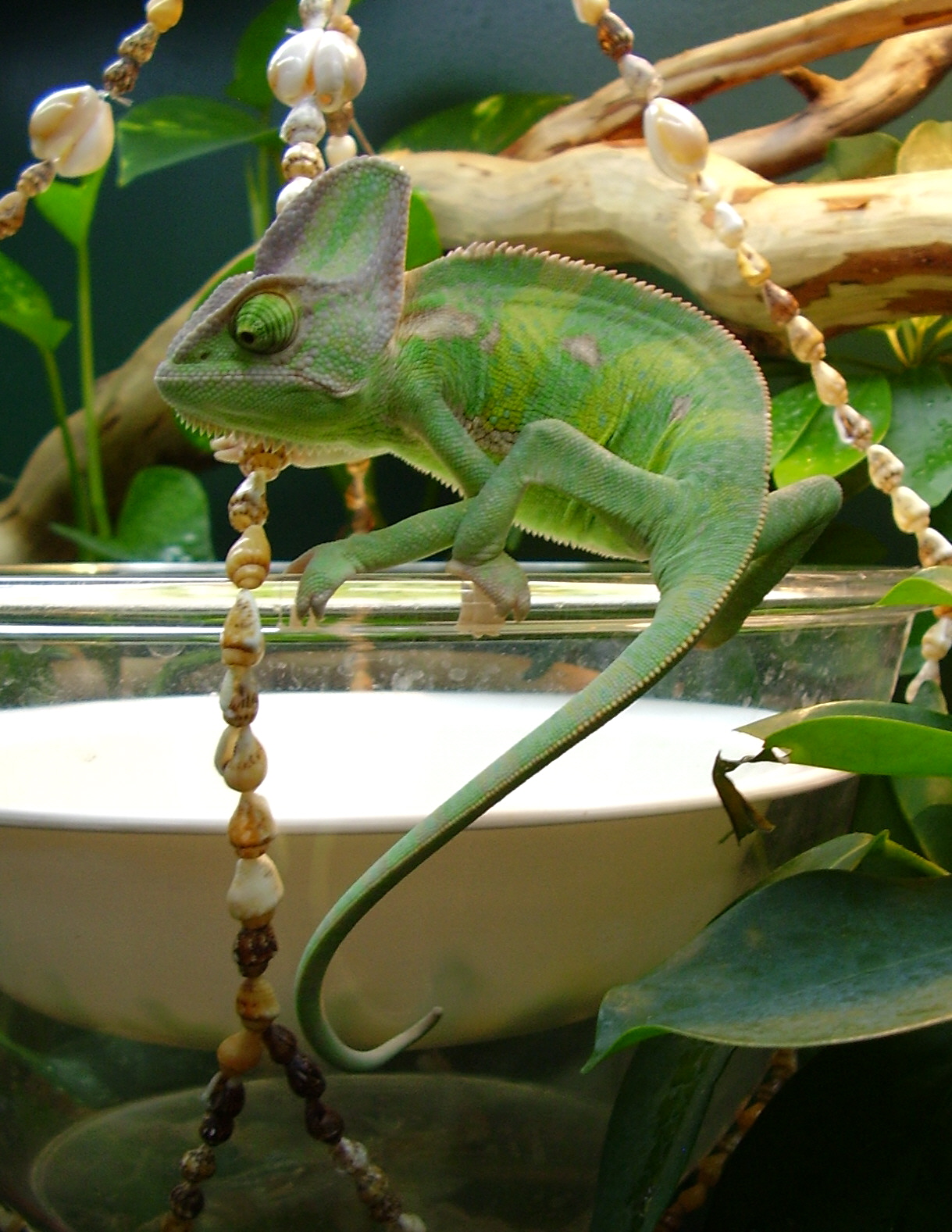 Chameleon Queastion Mark