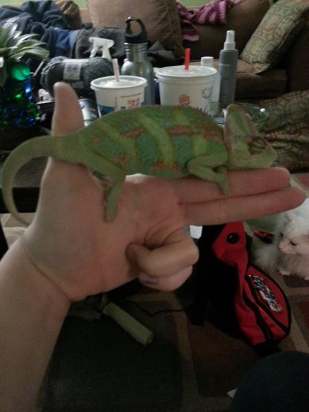 Chameleon Shooter