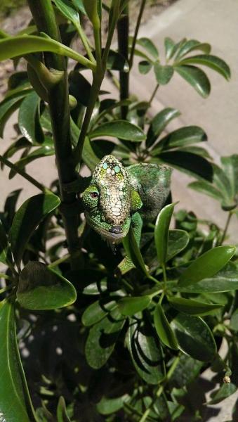 Chameleon side eye