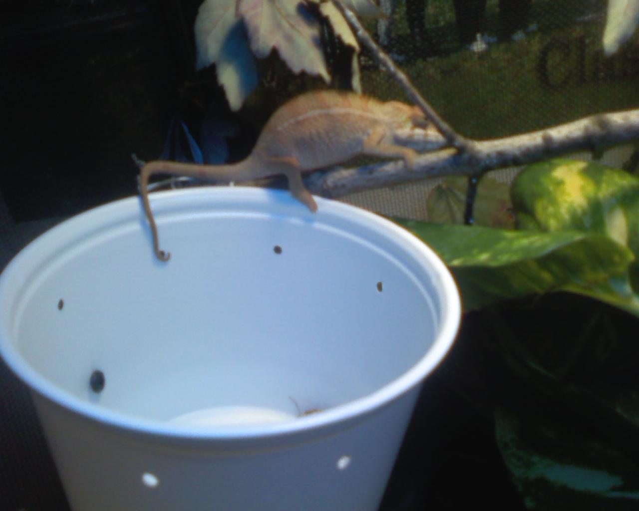 Chameleon