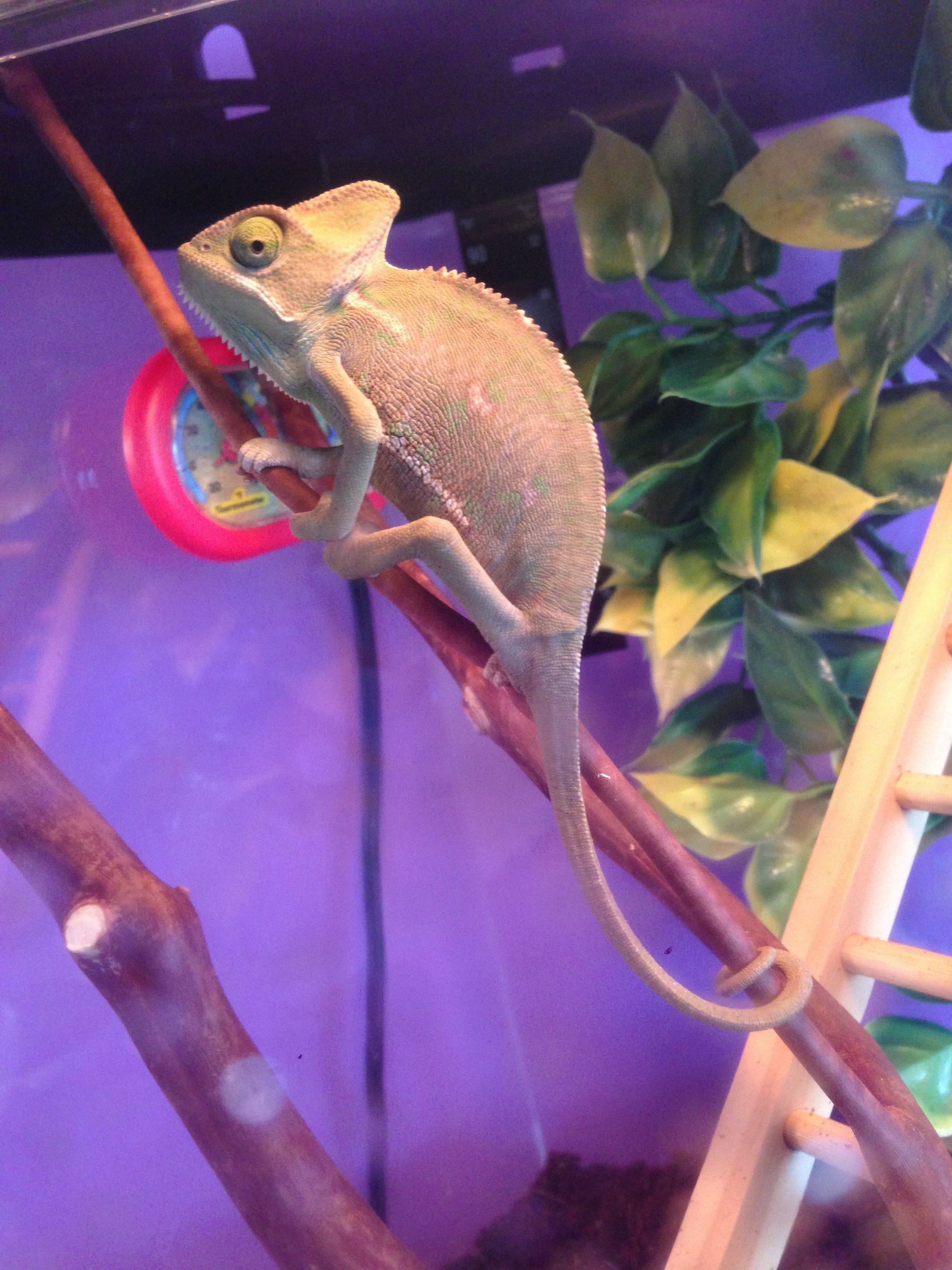 Chameleon