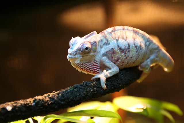 chameleon021Small
