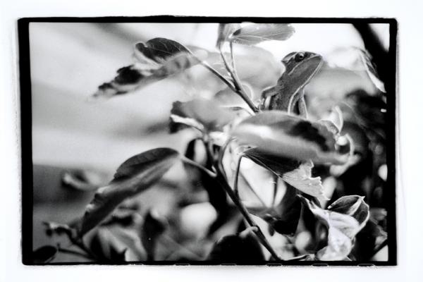 Chameleon2