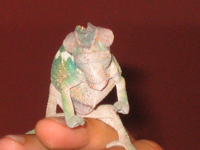 ChameleonFrontView