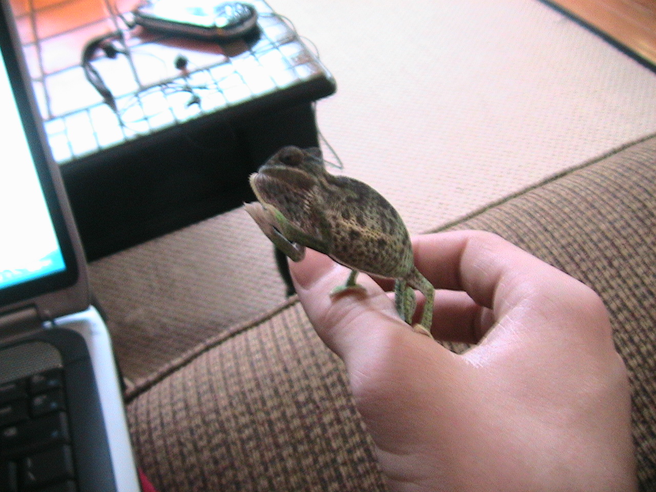 Chameleonosaurus Attack!