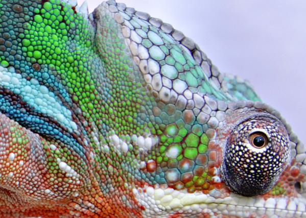 Chameleons%20048web