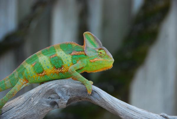 Chameleons and babies 7 23 14 492