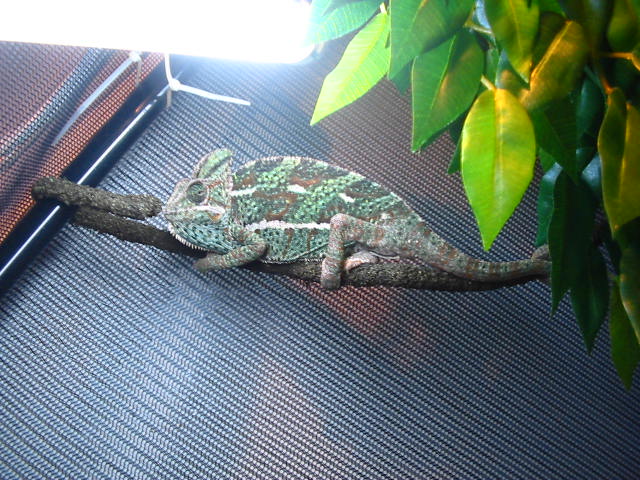 Chameleons has done operation2#