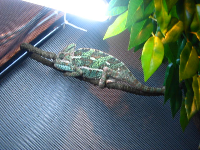 Chameleons has done operation3#