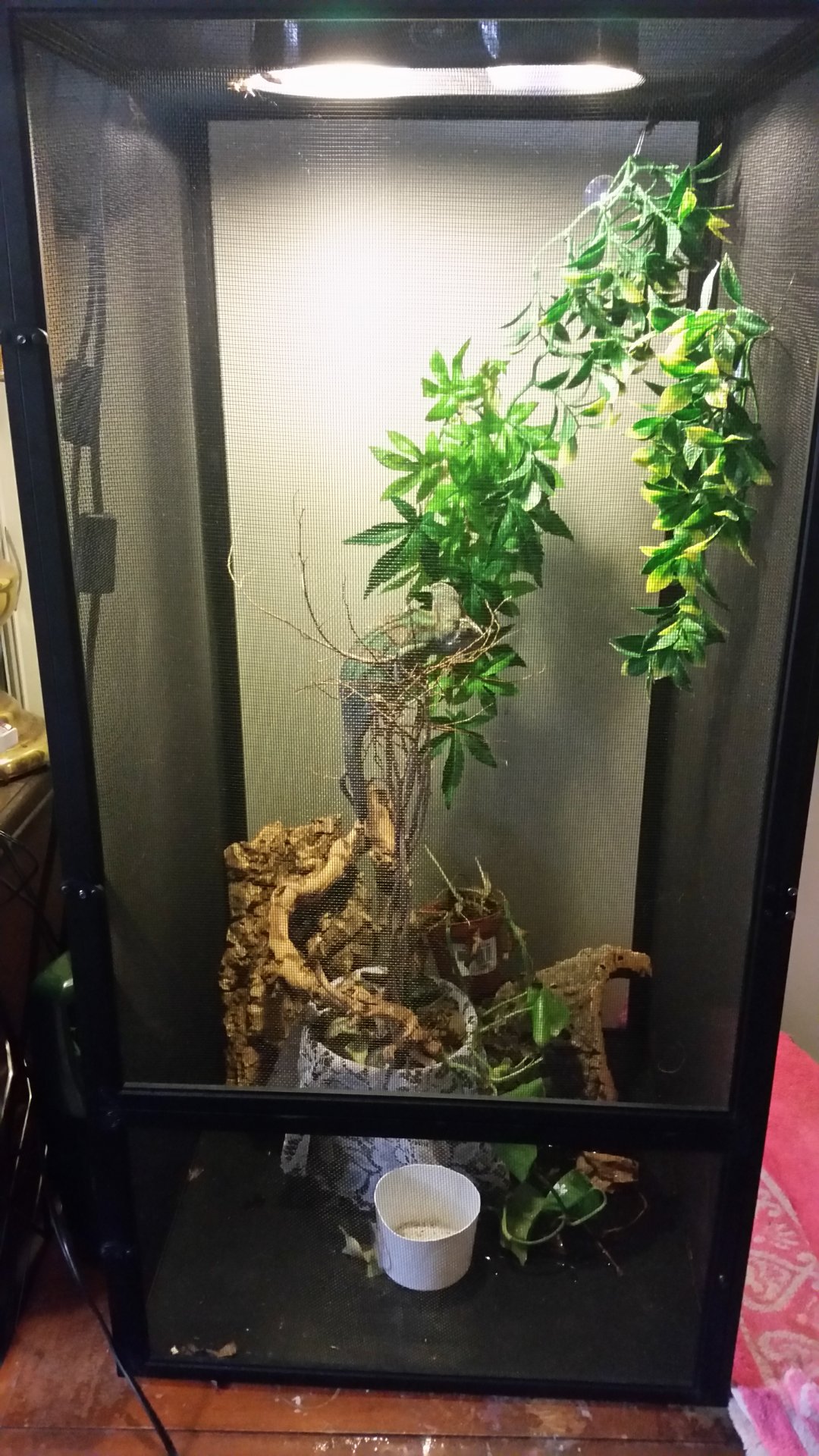 Chameleons new mesh habitat