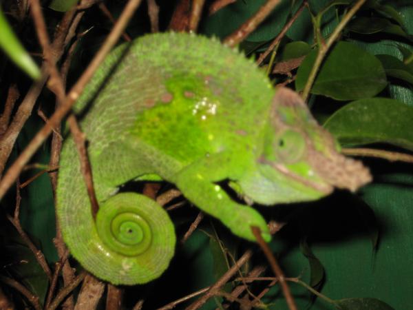 Chameleons Sept 1st 012