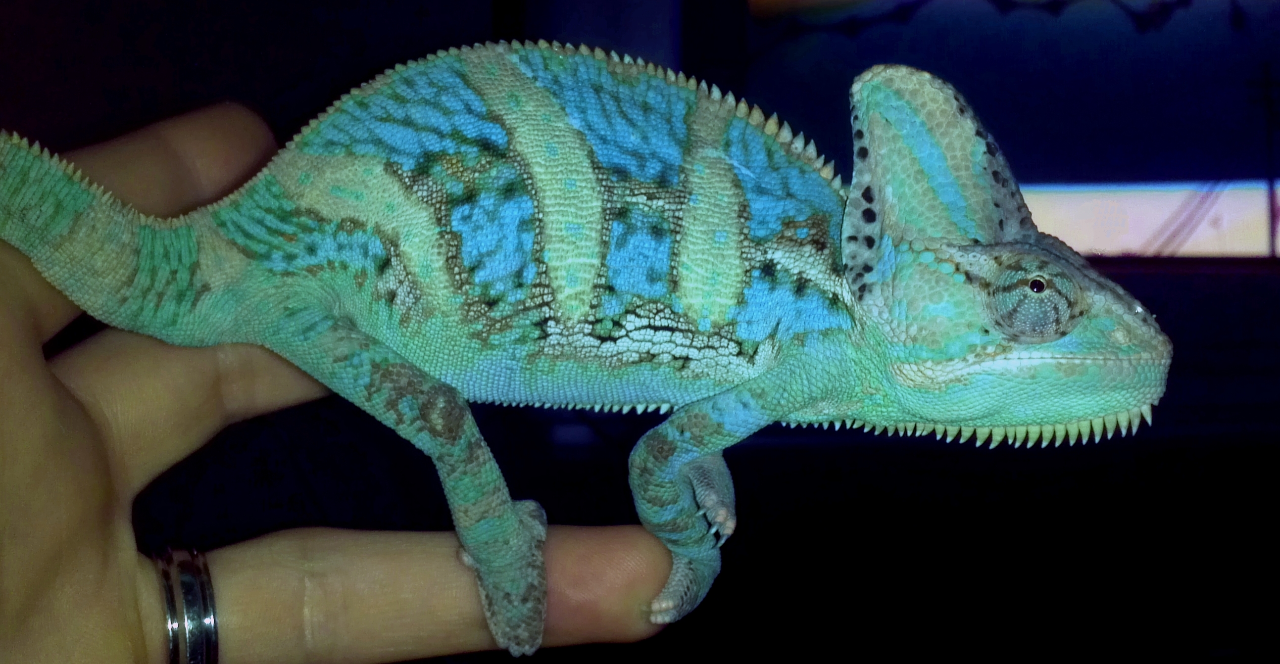 Chameleontb83's Veiled Cham Pallo 1