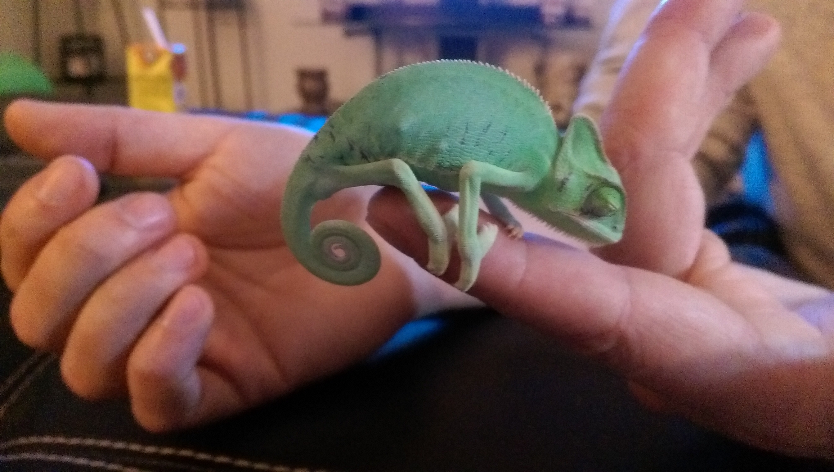 Chami Chameleon