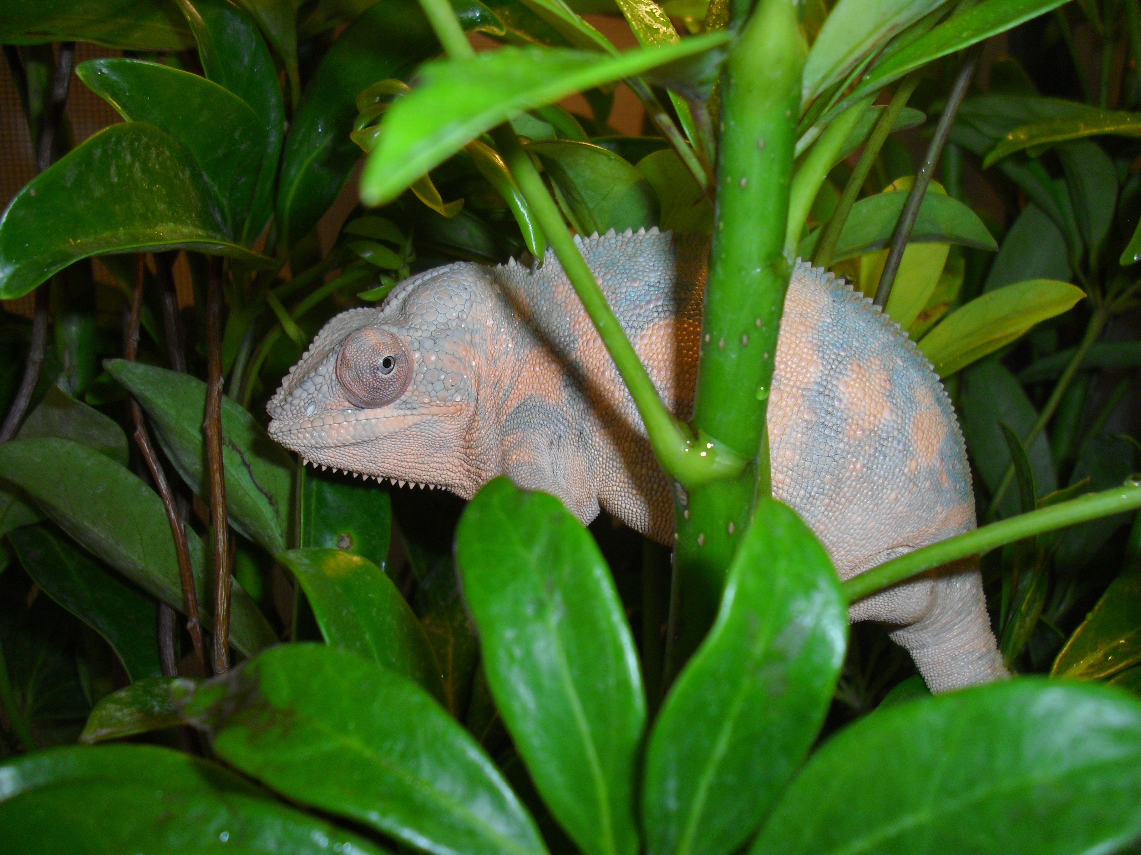 Chamille Playing Peekaboo