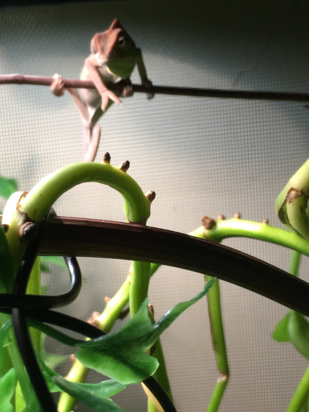 Chamillionaire's first day