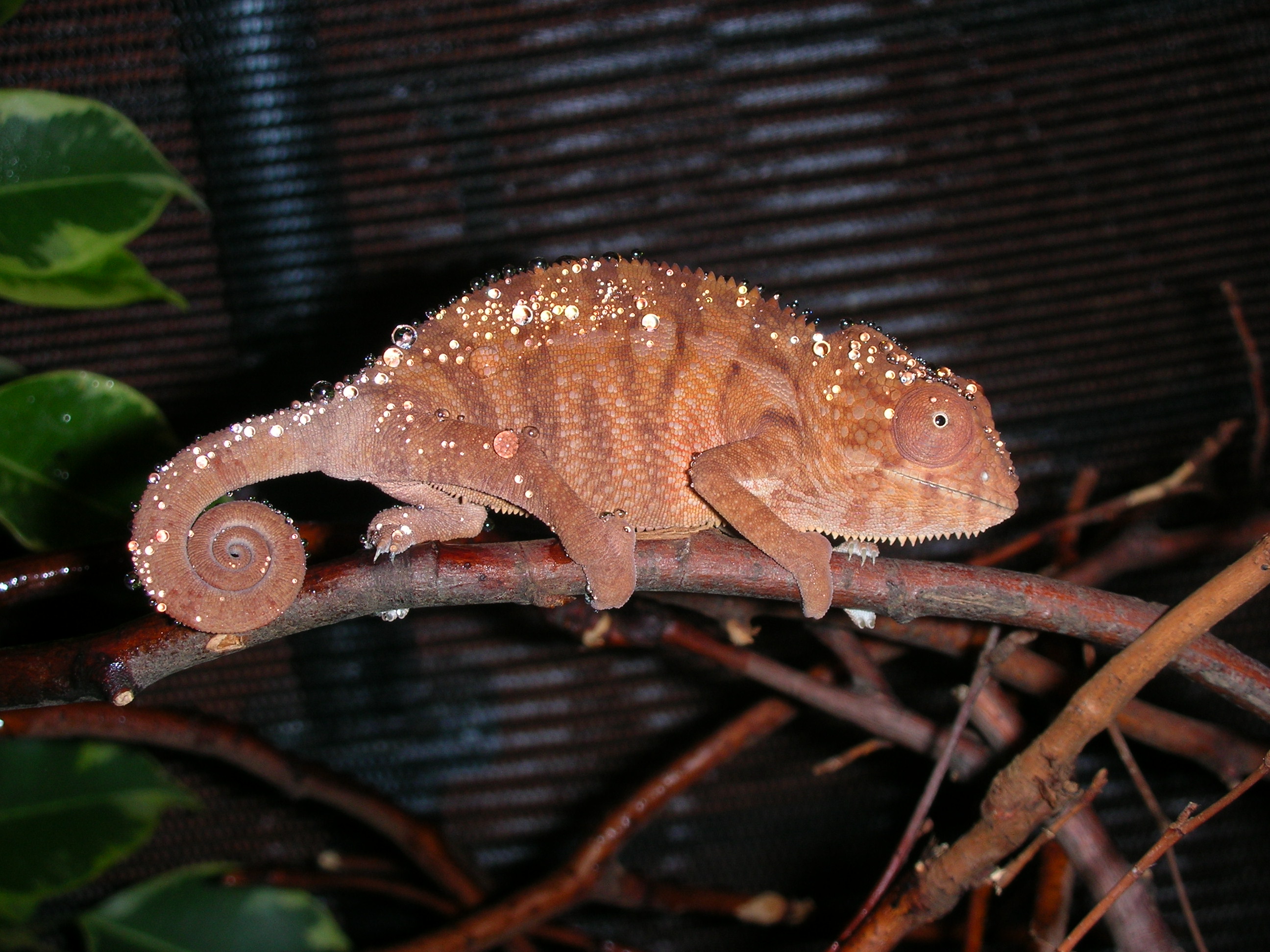 Chamoo after a shower!