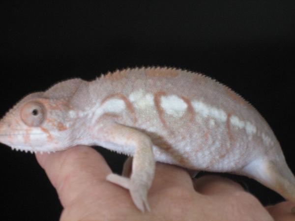 Chams   12 5 2010 018
This is Cloey, A 10 month old Ambilobe female