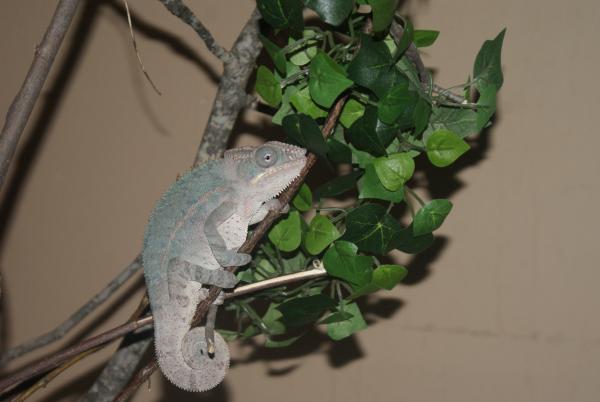 Chance 7 month ambilobe