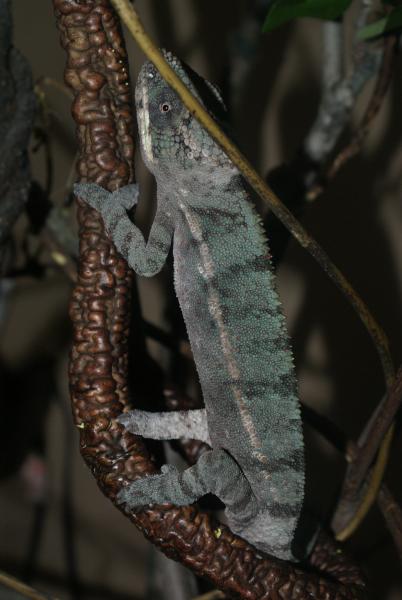 Chance 7 month ambilobe