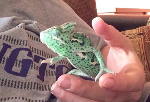 Changing colors as she walks off my hand onto the blankets and then I picked her back up to get pic of her color