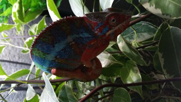 Chaos is 6 month old male blue bar ambilobe panther from the jungle panthers in Tennessee sire is Higgins which is there yellow body blue bar panther