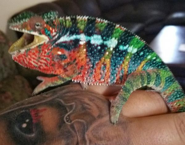 Chaos is a 5 month old male blue bar ambilobe panther from the jungle panthers in Tennessee sire is Higgins which is there yellow body blue bar panthe