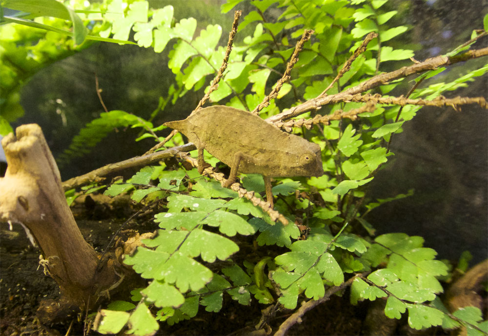 Chardonnay And The Custodians