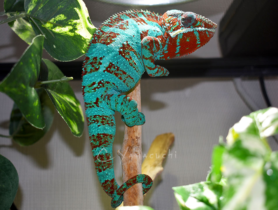 Charles Yamaguchi Chameleons - Tokyo the Ambilobe Panther Chameleon 1