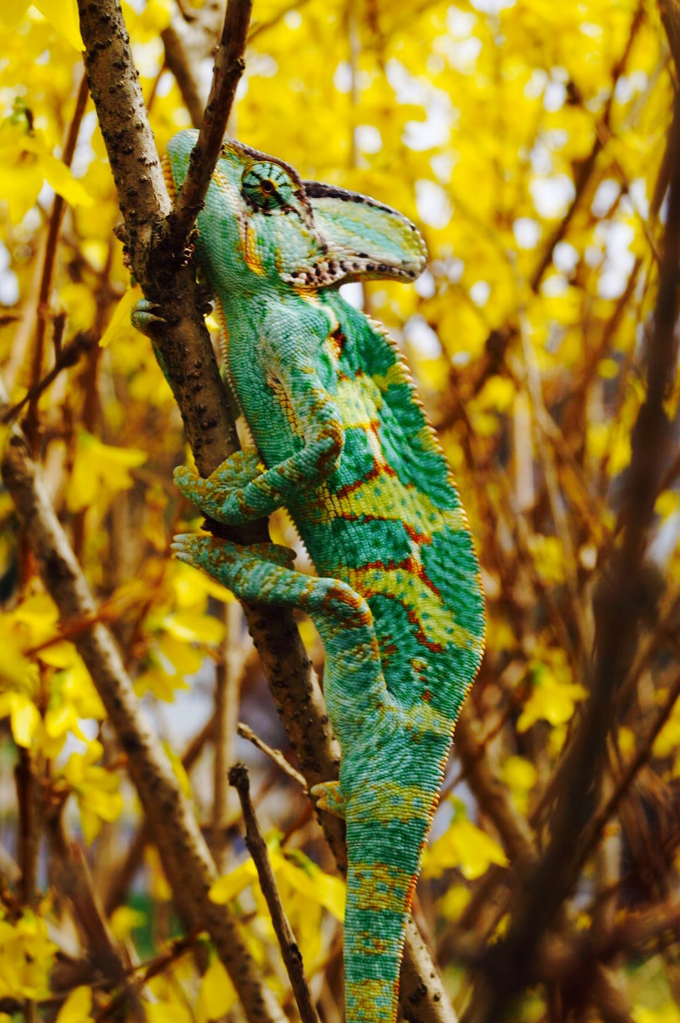 Charles's First Time Outside