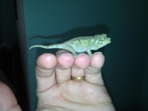 Charlie 2 months old