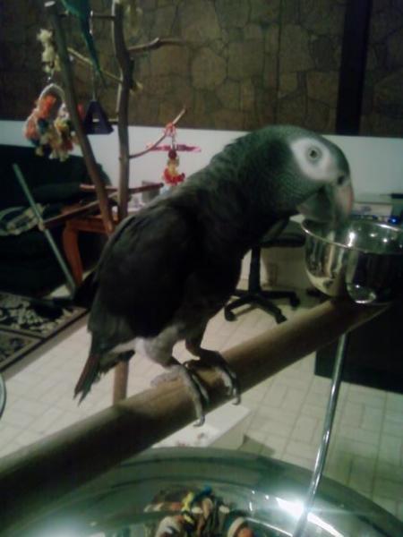 Charlie - 20 yr Timneh African Grey