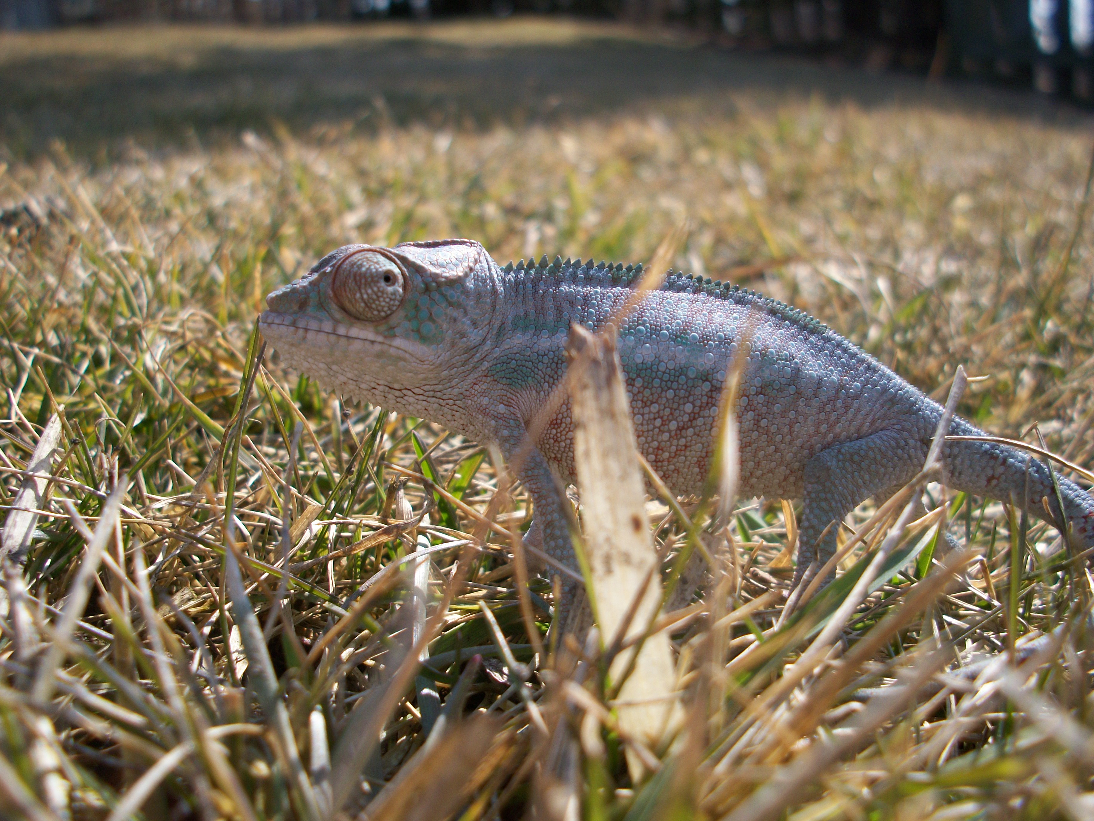 Charlie In The Grass!