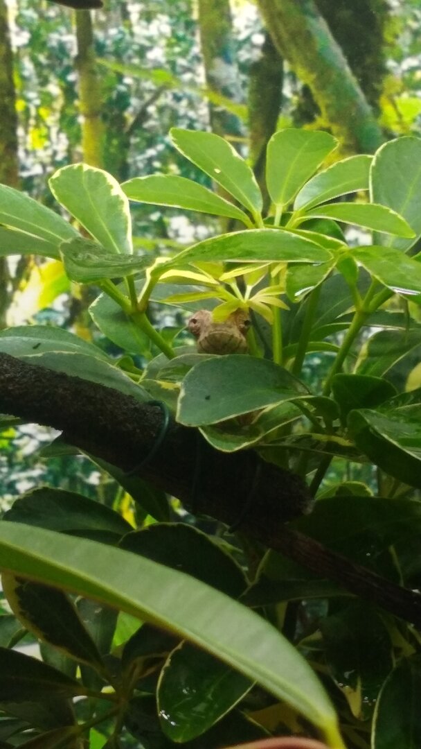 Charlotte IMG_20200728_185333305.jpg